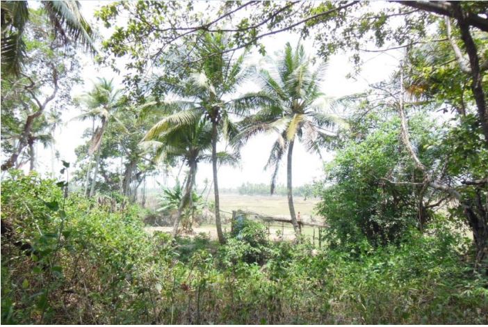 Plot for Sale in Benaulim