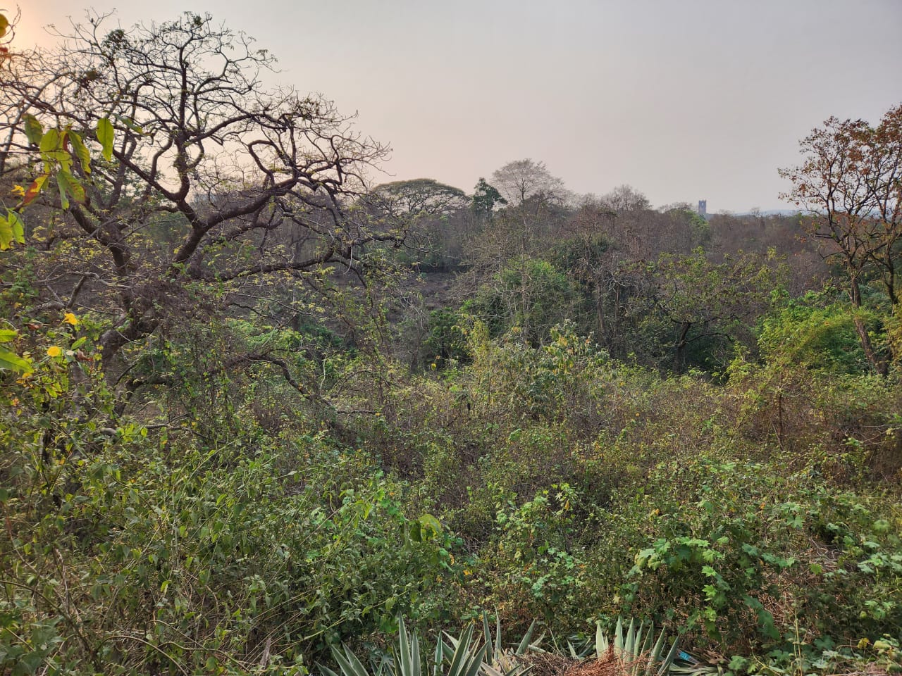 Premium Development Land Opportunity in Ella, Goa